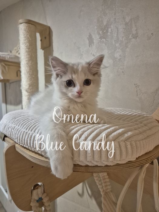 Kotka Ragdoll Omena Blue Candy Pl FPL Warszawa