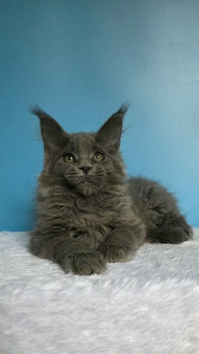 Голубая девочка мейн кун