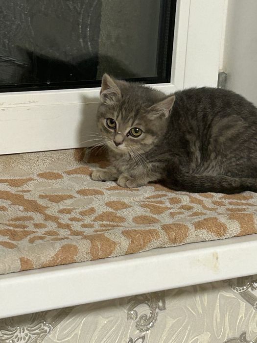 Віддам кошеня 2.5 місяці в добрі руки