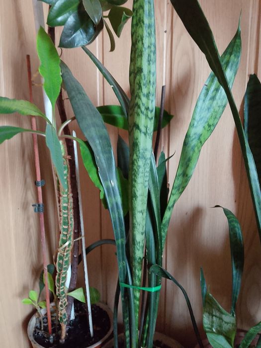 Продам вазони свої