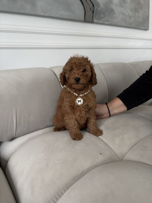 Pudel Mini suczka z rodowodem