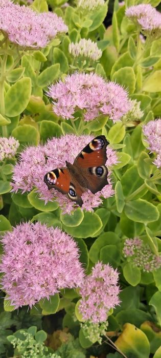 Rośliny z mojego ogrodu