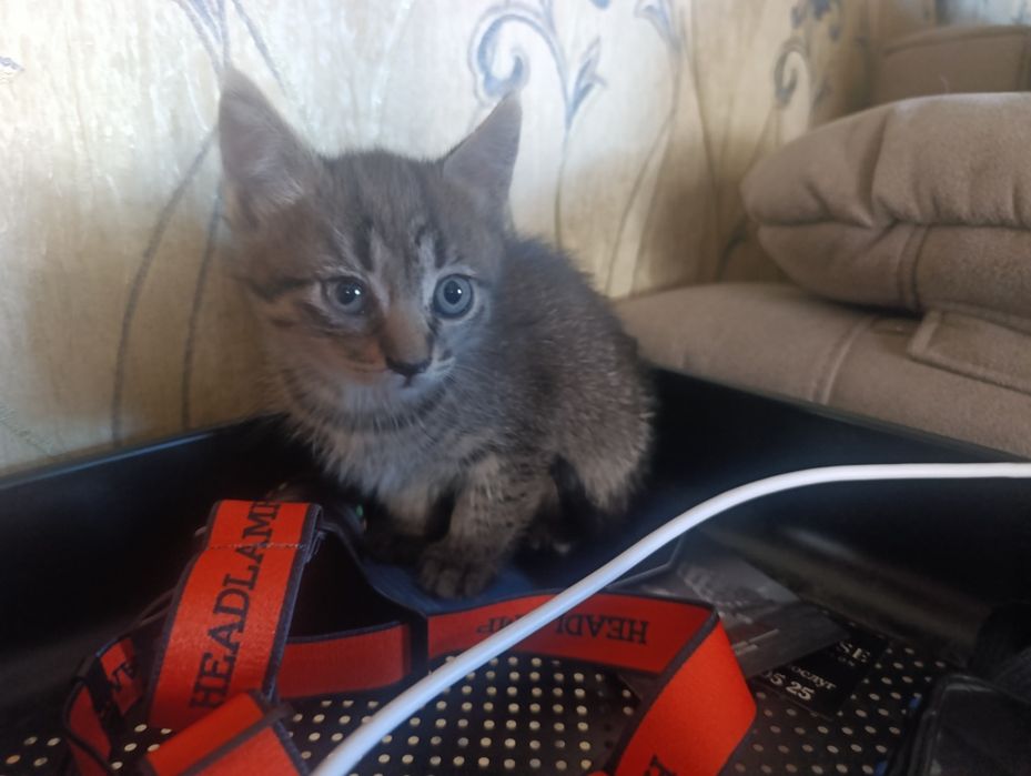 Девочка полтора месяца котенок