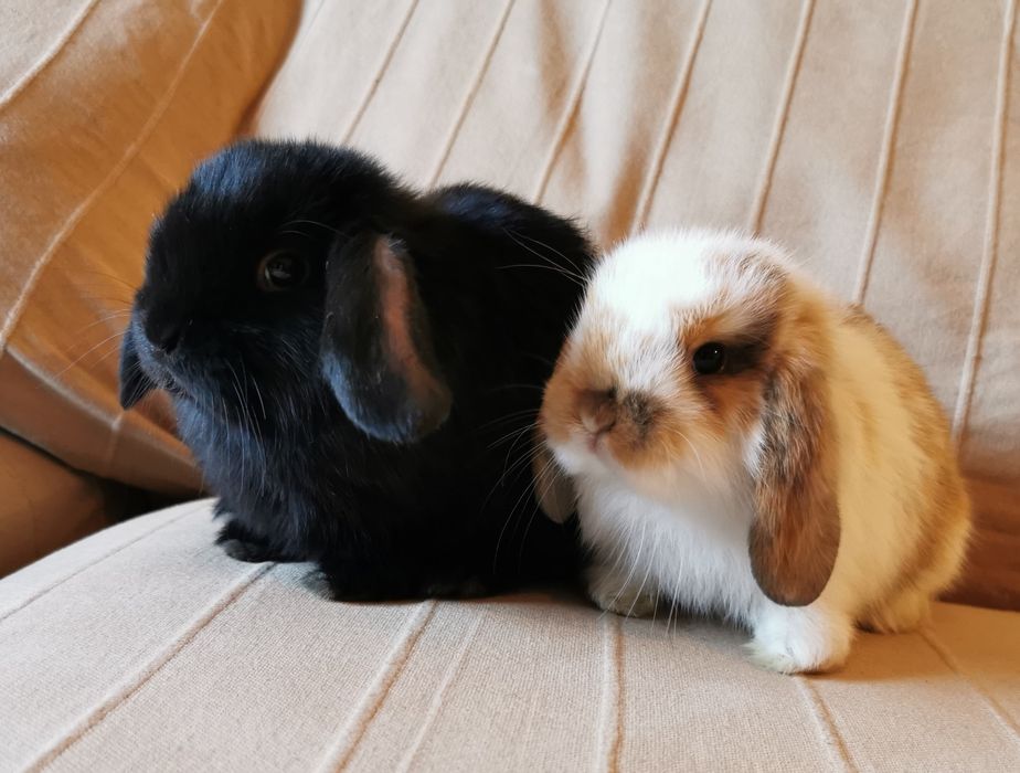 KIT Coelhos anões orelhudos, mini lop desparasitados