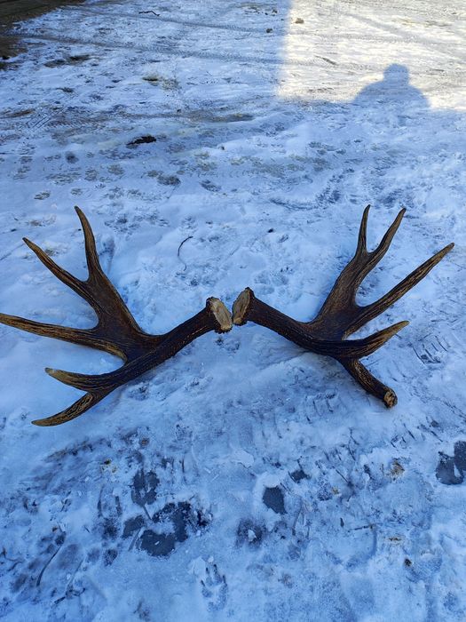 Poroże łosia zrzuty.