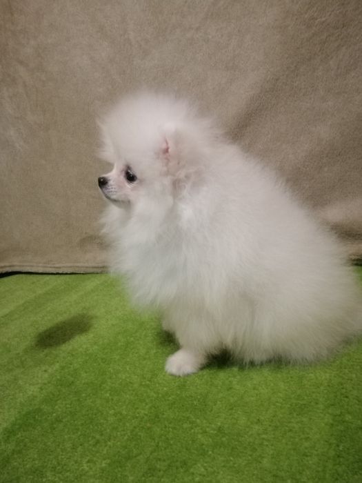 Розкішні міні шпіцулі