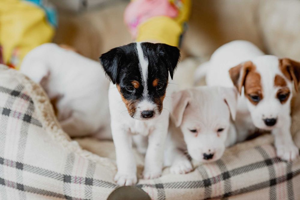 Parson Russell Terrier ZKwP - gotowa do odbioru