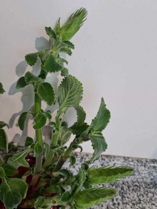 DOAÇÃO  de Mudas de Boldo