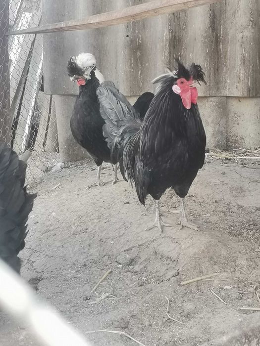 Інкубаційне яйце голландських білочубі