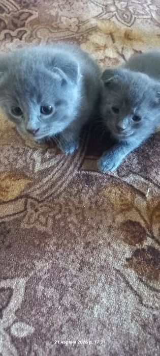 Кошенята  маленькі