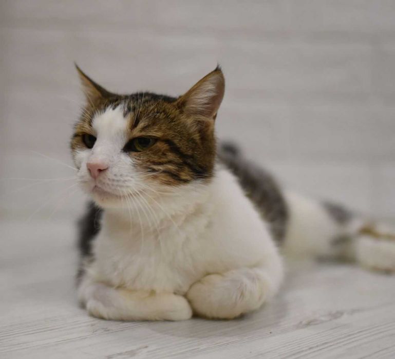 Мурака ищет настоящий дом