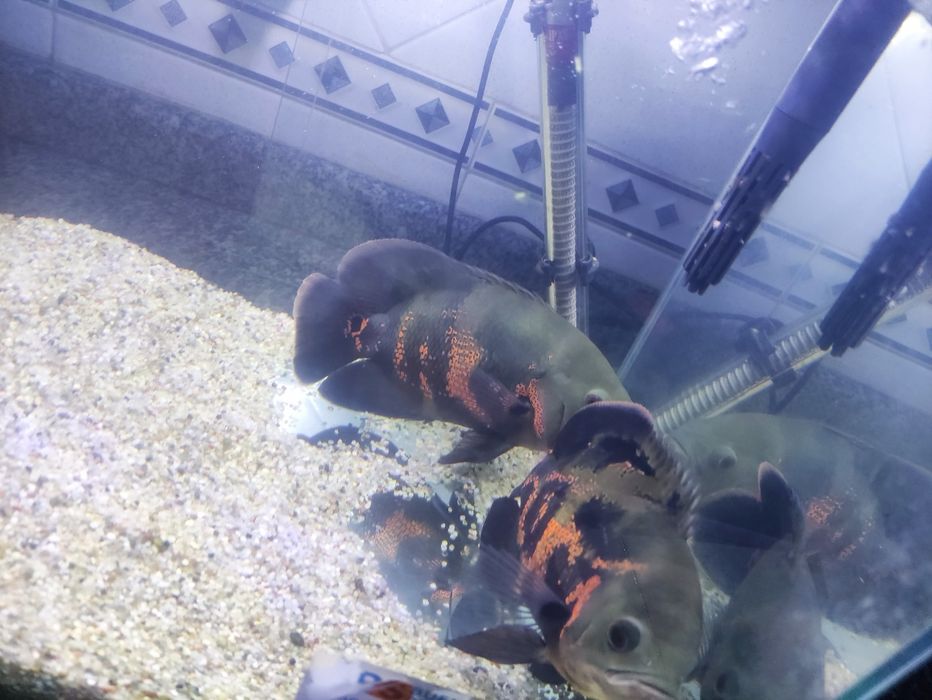 Oscar com cerca de 20 cm