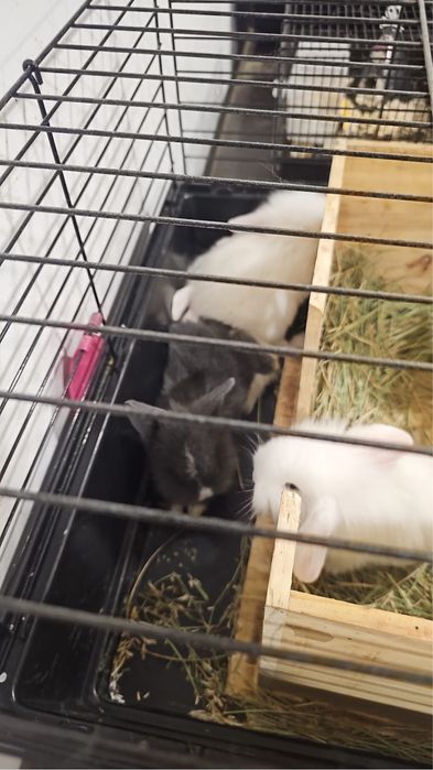 Coelhos anões belier