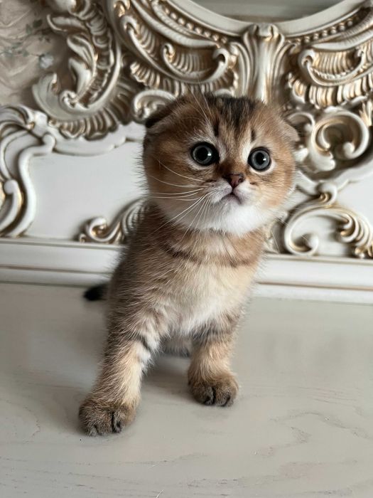 Розкішний шотландський хлопчик Скоттіш Фолд. Золота шиншила.