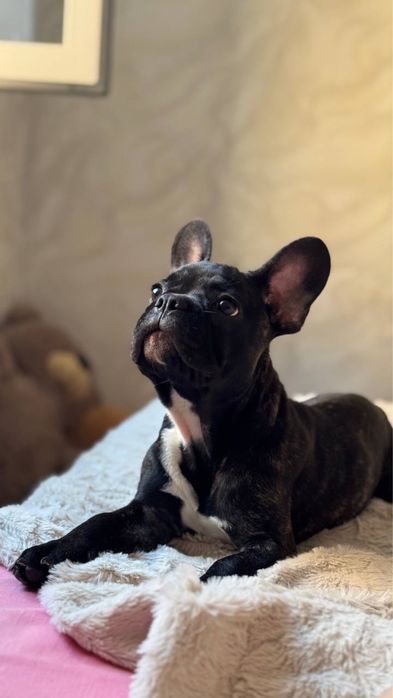 Французкий бульдог