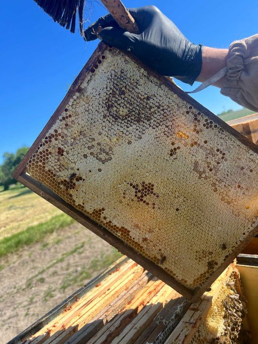 Miod miód w słoikach hurt pasieka pszczoły ule