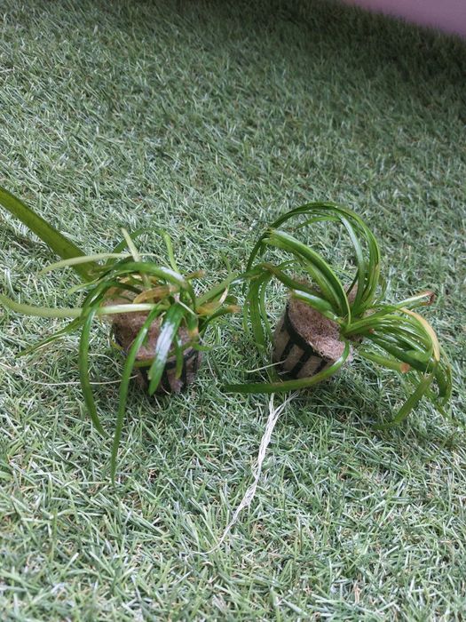 Kribensis ( Sexados) // Plantas