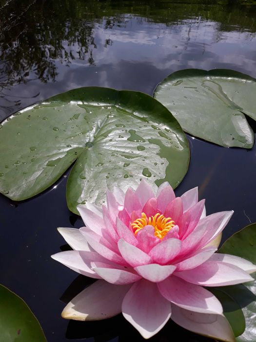 Lilia wodna , Grzybień Nymphaea , Kamieńsk , lesiakowski.pl