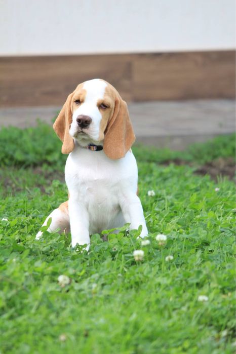 Щенок бигля КСУ мальчик