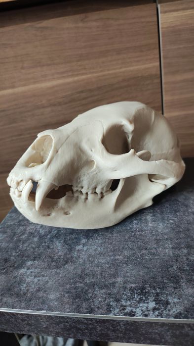 Czaszka niedźwiedzia czarnego wydruk 3d
