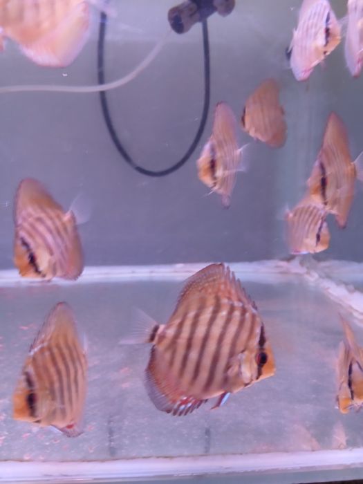 Discus juvenis vermelho turquesa - 4-6 cm