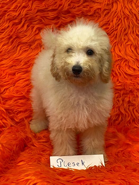 Sprzedam piękne cockapoo