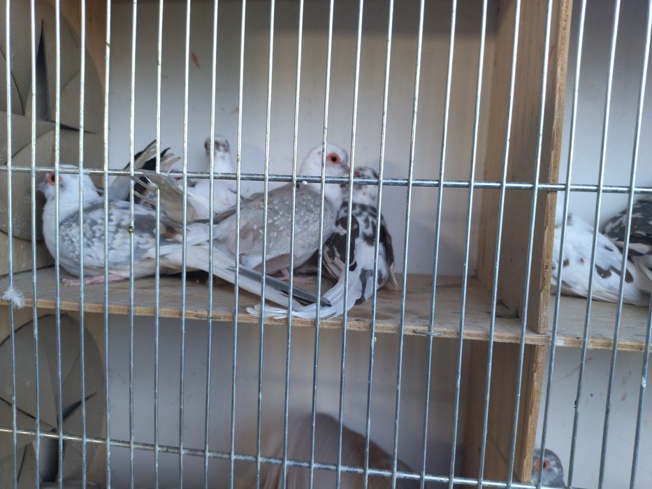 Sprzedam golabki diamentowe