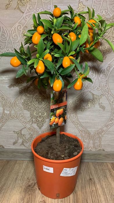 Кумкват / цитрус  / золотий апельсин h 75 cm