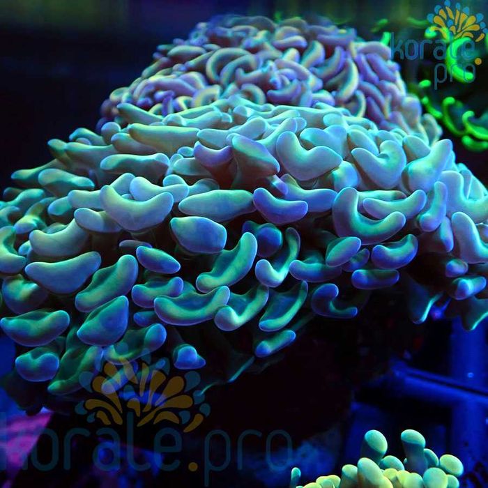 Euphyllia Ancora Bicolor masywny koralowiec akwarium morskie Korale.Pro