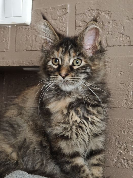 Dziewczynka Maine Coon