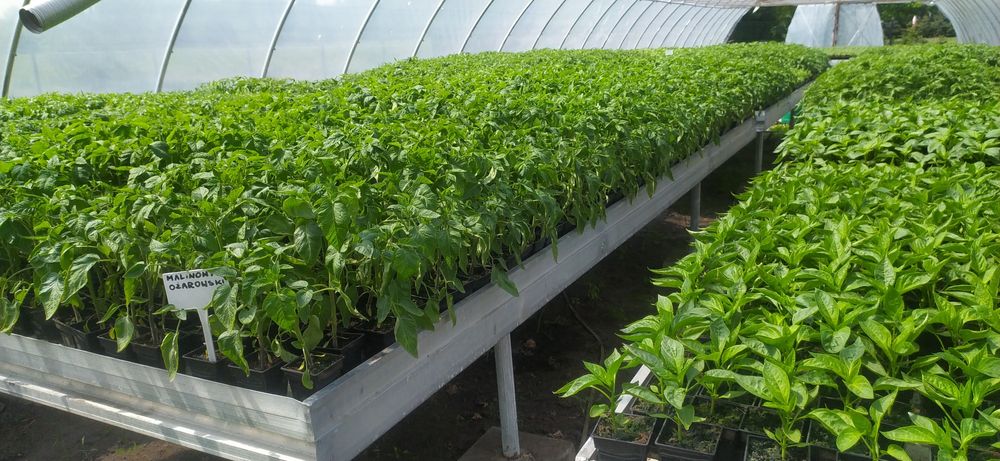 Rozsady warzyw(flancki,sadzonki)Pomidor ,Ogórek