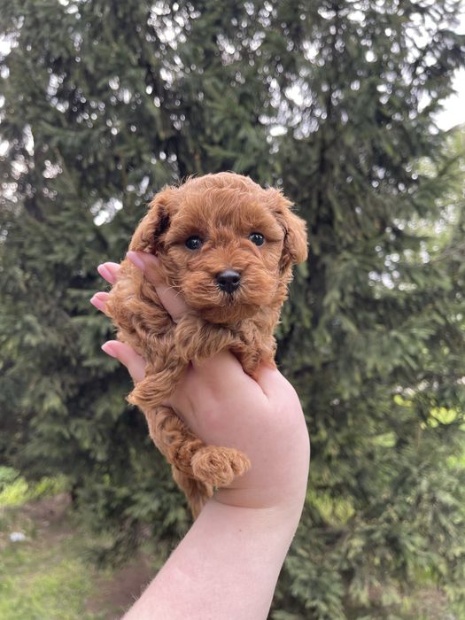 Хлопчик той пудель