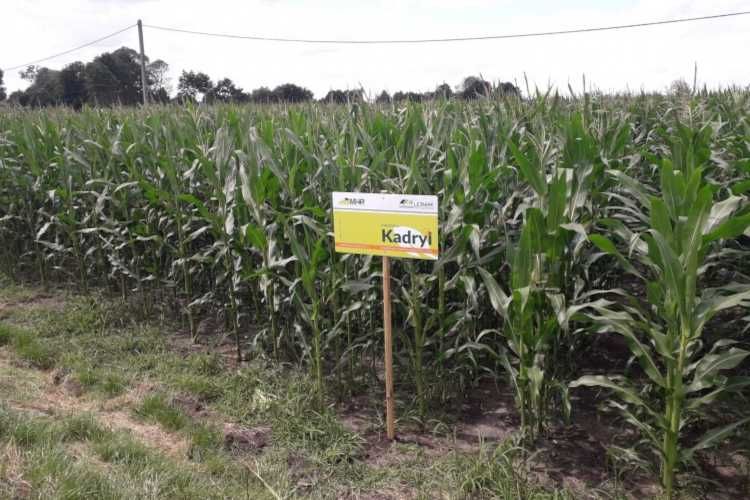 Materiał siewny MHR Kosmo FAO240 MHR Kadryl FAO270-280 ziarno/kiszonka