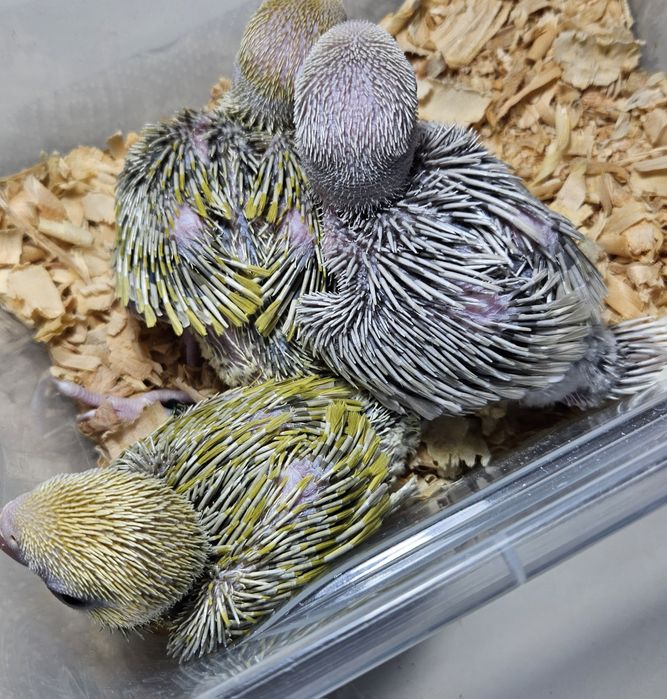 Ringnek machos para acabar de criar a mão