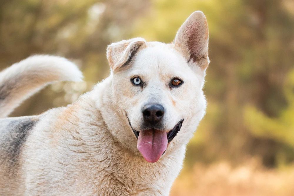MORES - cudowny, oryginalny i aktywny białasek poleca się do adopcji