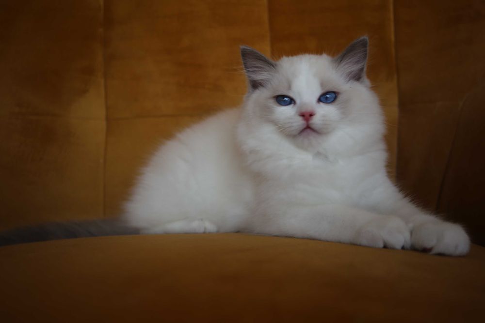Ragdoll kocurek Wedel