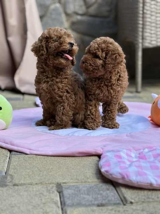 Топовые малыши щеночки Мальтипу !!!