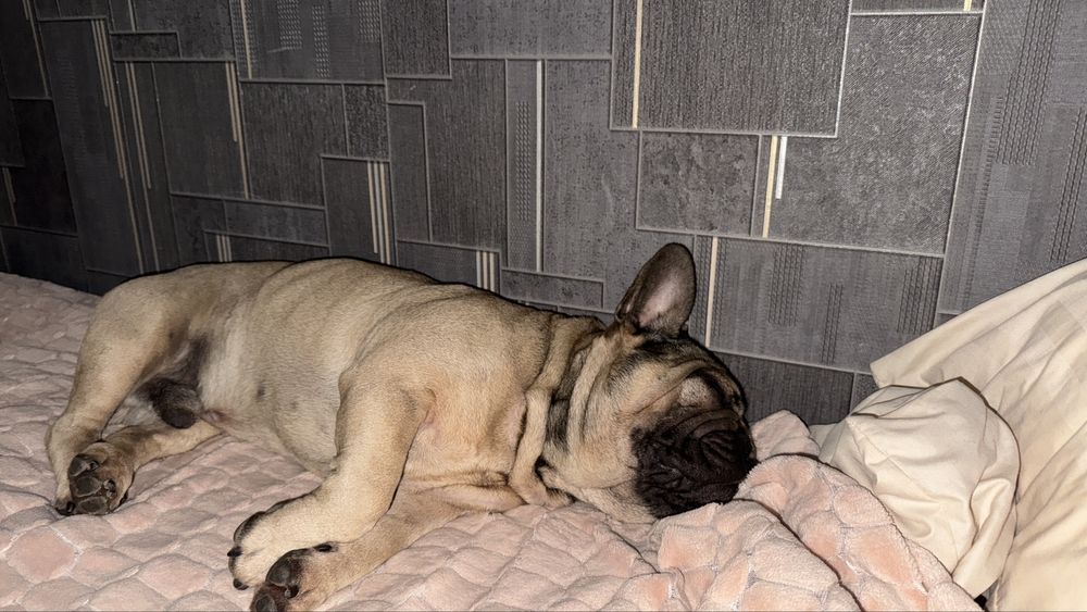 Вязка французького бульдога