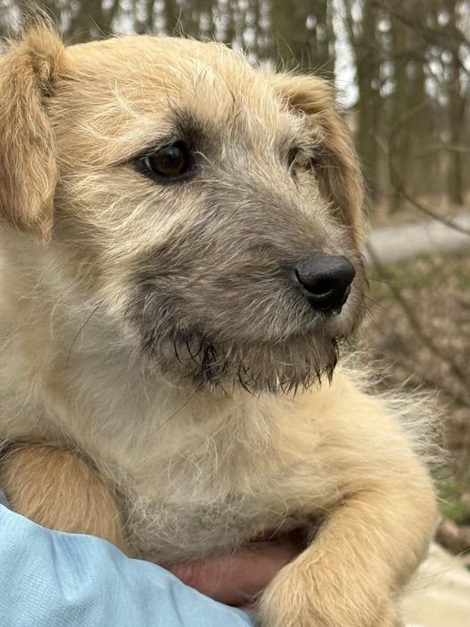 Врятоване цуценя шукає люблячу родину