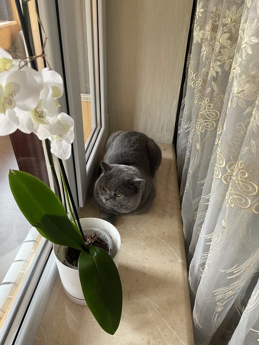 Шотландські кошенята