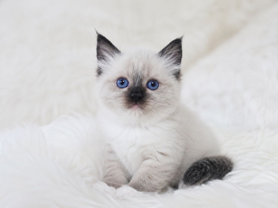 Ragdoll (Kocieta Ragdoll z rodowodem) gotowe do odbioru