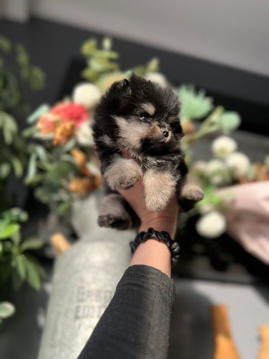 Spitz anão. Lulu da Pomerânia.Lop e Afixo .Mini . Black tan. Russo.