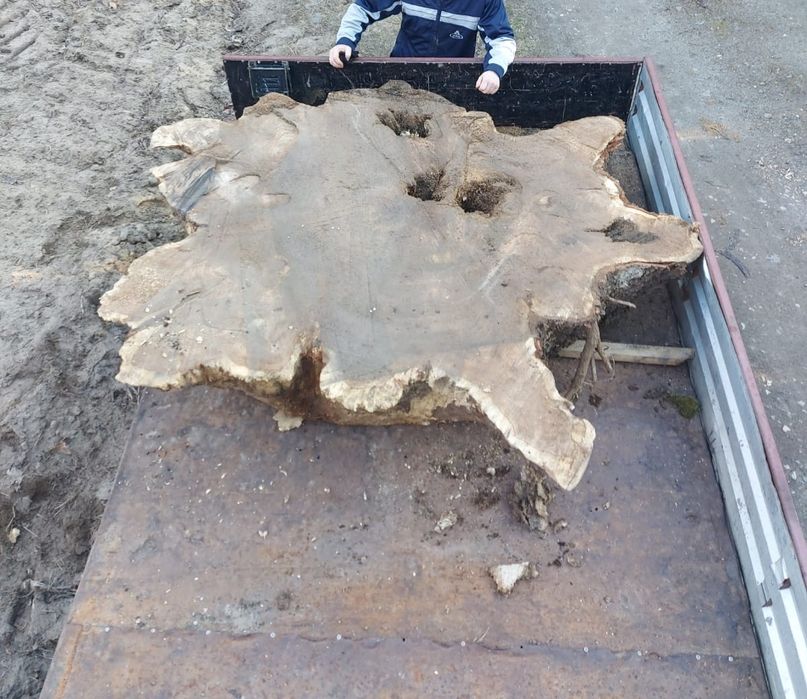 Plaster dębu ponad 2 m srednicy