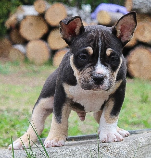 American Bully POCKET / MICRO po Championie ABKC