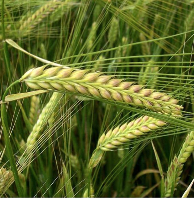 Продам ячмінь ярий