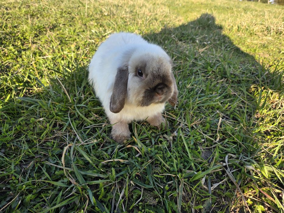 Mini lop - samczyk roczny - kolor syjamski