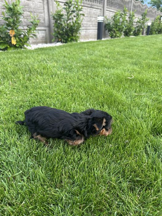 Yorkschire Terrier