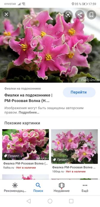 Сортовые фиалки фиалка