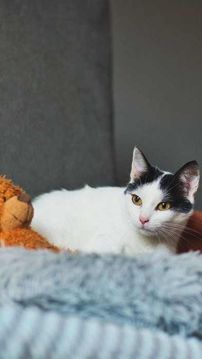 Szukamy domu dla Bryzy