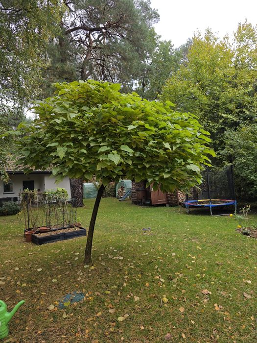 Katalpa ok 10 letnia na sprzedaż